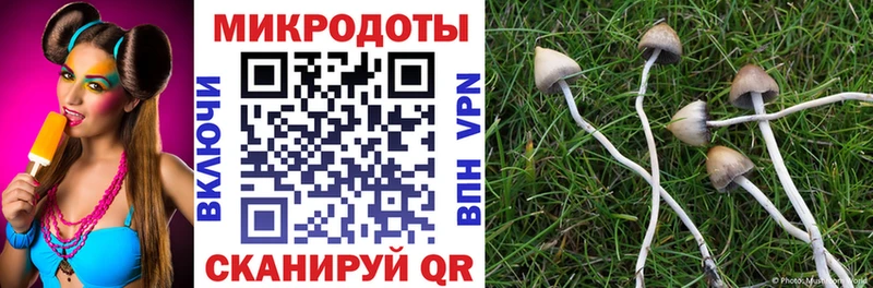 Псилоцибиновые грибы Cubensis Мглин
